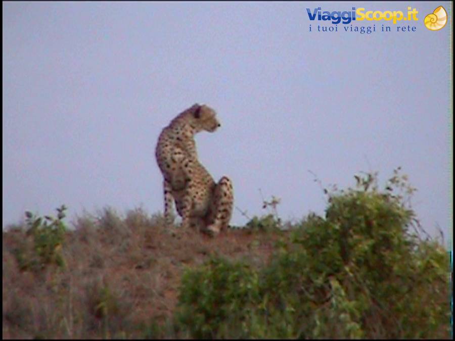 Tsavo East: Leopard on the lookout