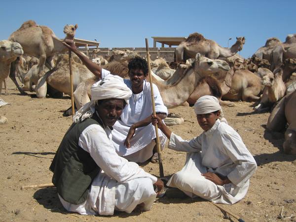 Three men with sticks sit among resting camels on sand, blue sky