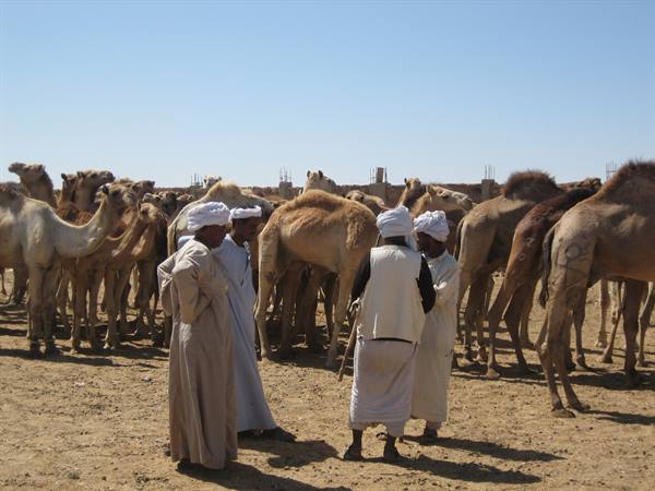 Men in white turbans among a camel herd at a desert market