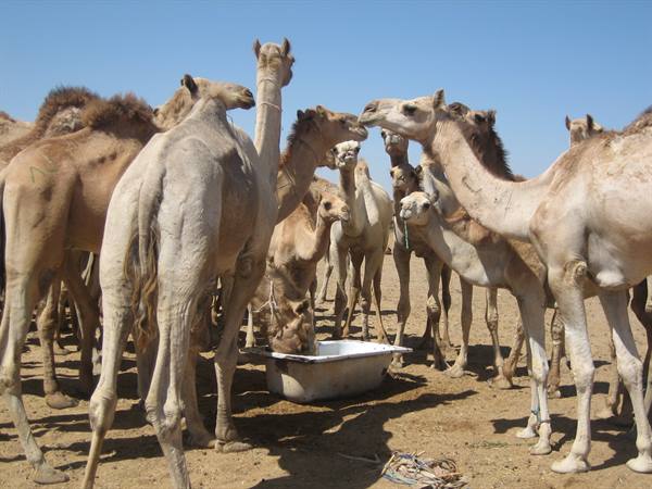 Watering trough