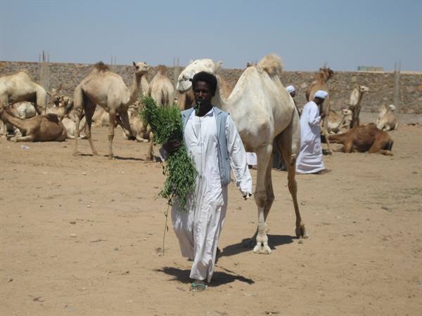 Man in white robe carries green fodder at a camel market on sand