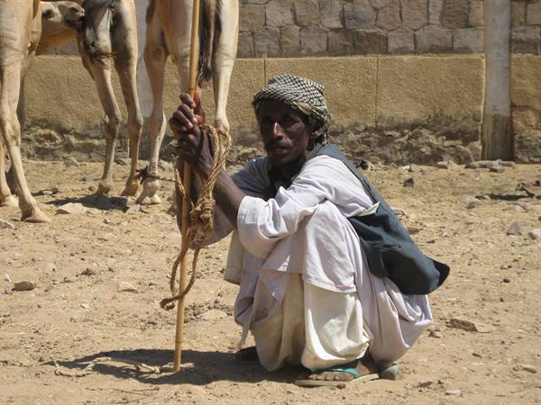 Crouching man holding stick and rope beside camels on sandy market ground