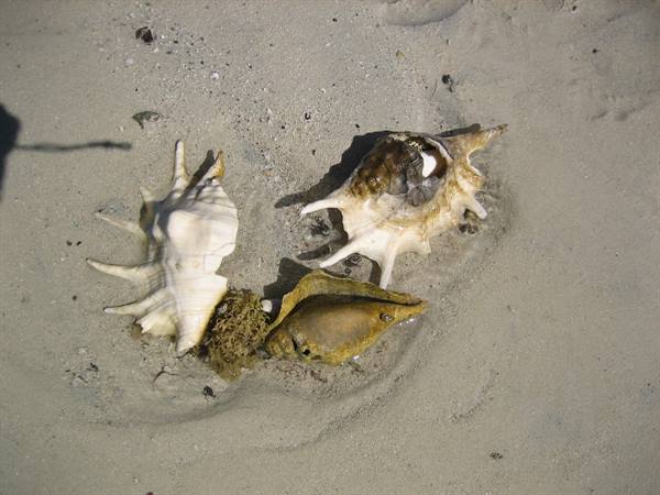 Spiky seashells and a helmet shell lying on wet beach sand
