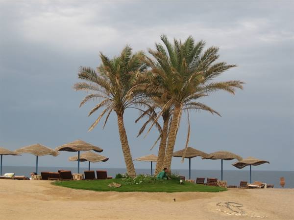 Little palm trees