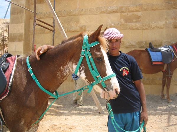 Young man in checkered cap holds brown horse with green bridle by stone walls