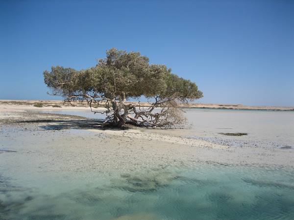 Mangrove