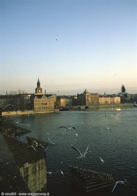 Seagulls flying over the Vltava in Prague, historic buildings in evening light