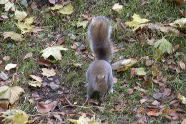 Grey squirrel on grass among fallen autumn leaves