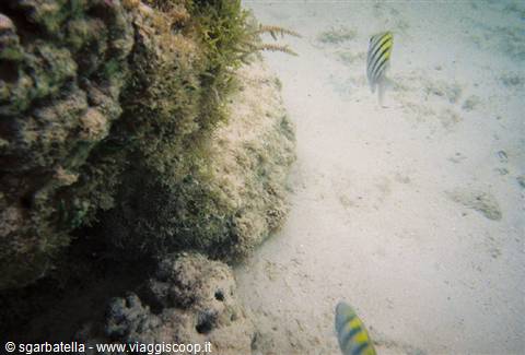 fish threading