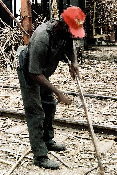 sugar cane cutter