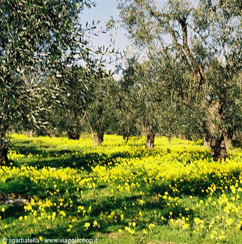 FLOWERING FIELD IN JANUARY