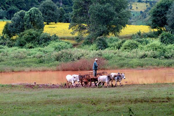 countryside around Kalaw