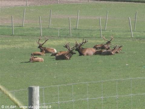 Antlered elk resting on green fenced meadow, daylight