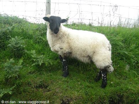 Sheep with black face and legs on green grass by a wire fence