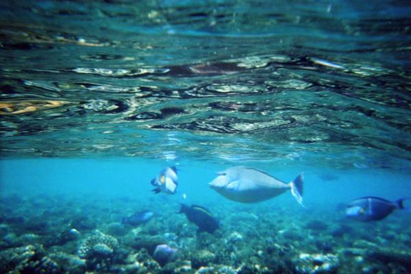 A bit of snorkeling...