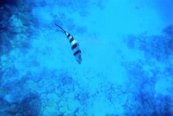 A bit of snorkeling...