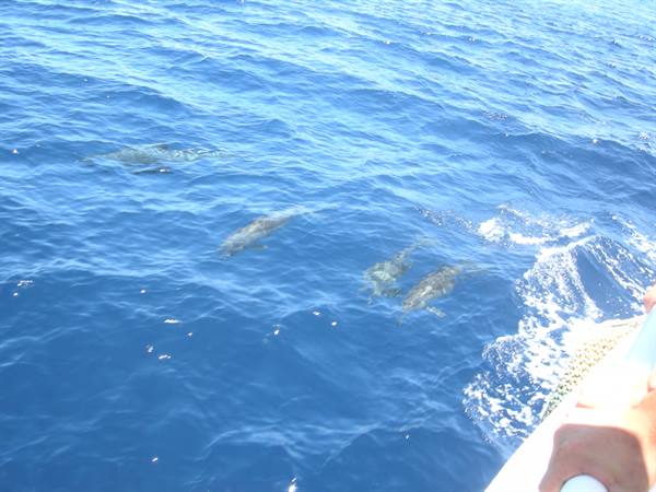 In the wake of the boat...