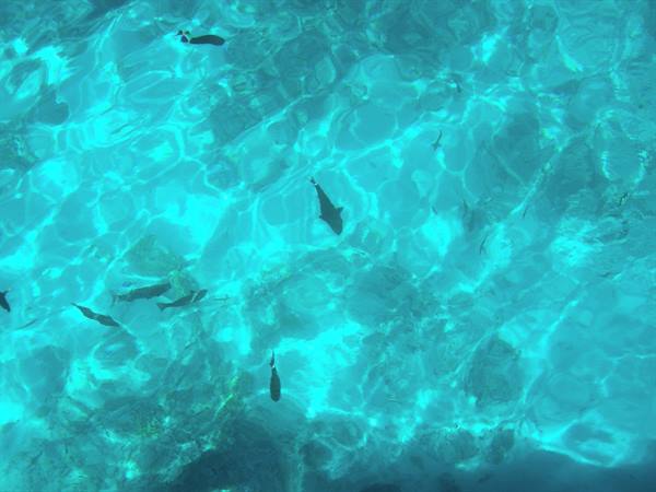 Dark fish swim in clear turquoise water over submerged rocks