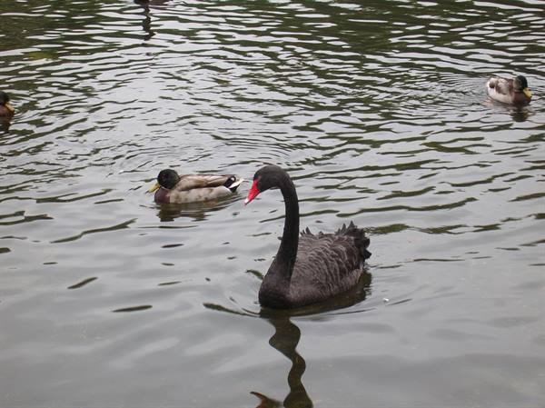 Kensington Gardens