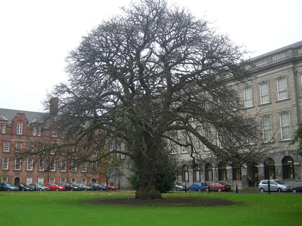 Trinity College