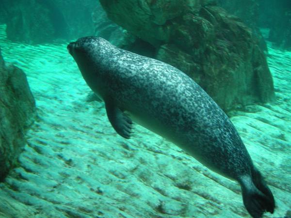 Spotted seal swimming between submerged rocks, emerald water, lit sand