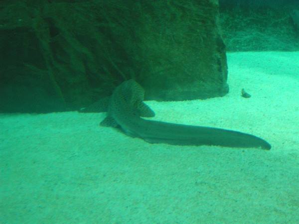 Leopard shark swims near the rock in a greenish aquarium tank