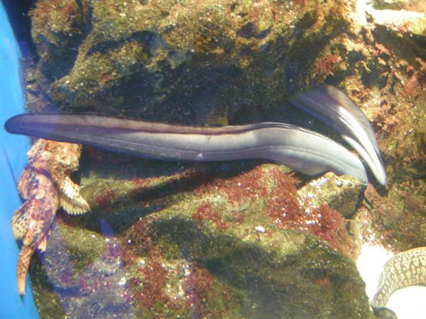 Grey moray eel swimming among encrusted rocks in marine tank
