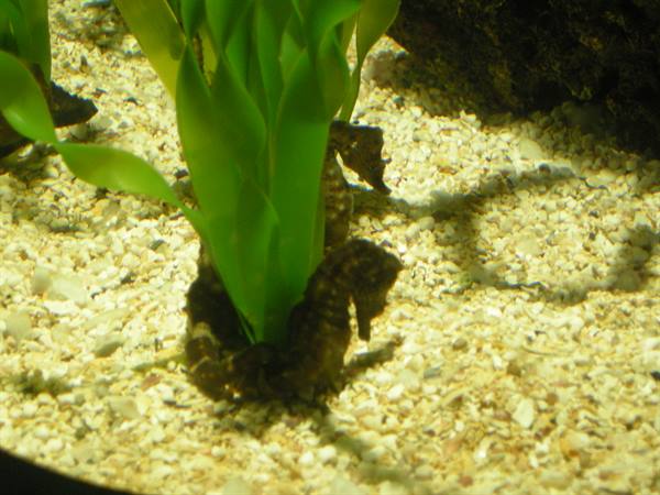 Dark seahorses among green plants on the sandy aquarium bottom