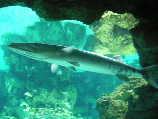 Barracuda