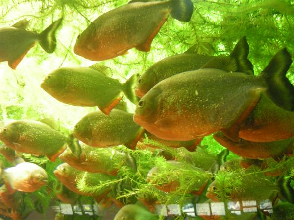 Piranha