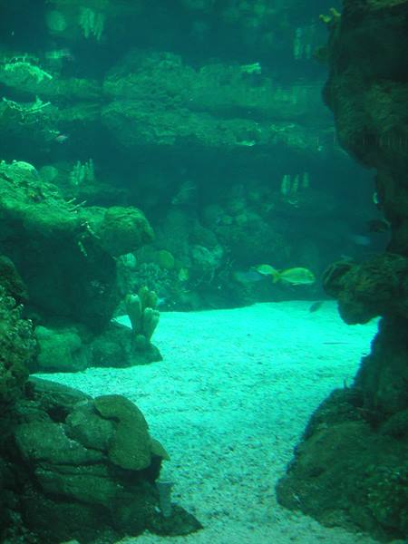 Aquarium tank with yellow fish among coral rocks over sandy illuminated seabed