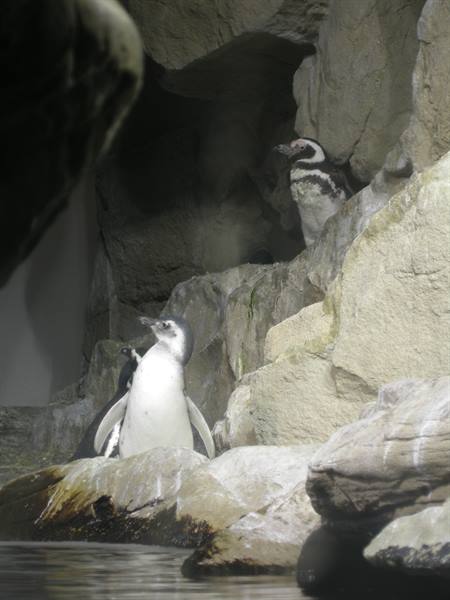 Two Humboldt penguins on grey rocks near the water
