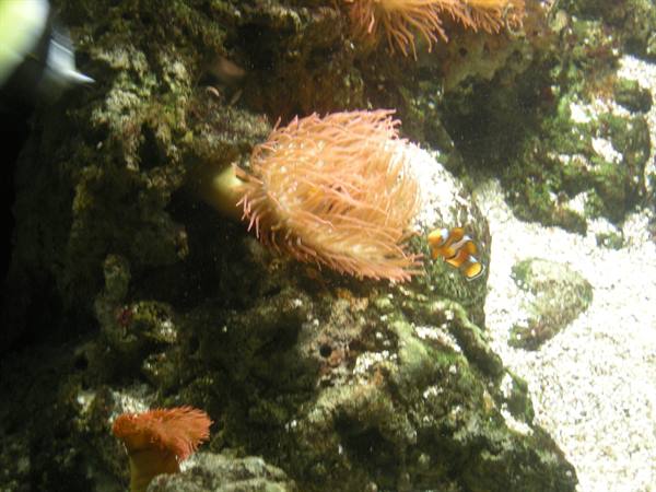 Pink anemone among rocks with an orange and white clownfish