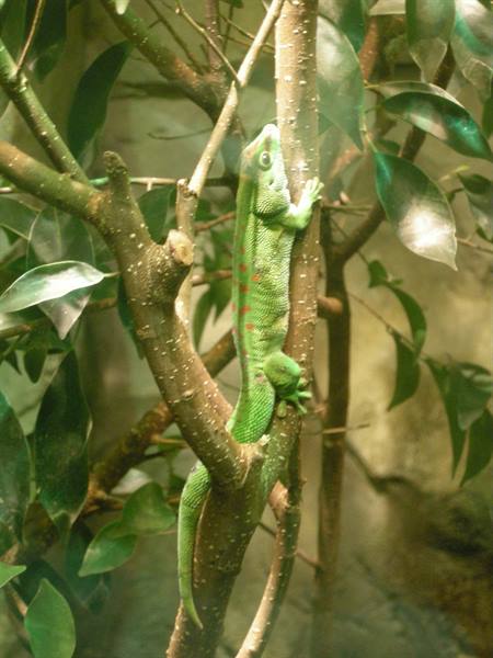 Giant green day gecko climbing on a branch among leaves
