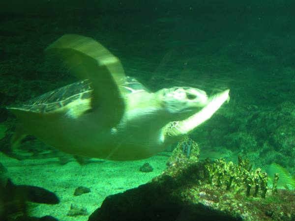 Sea turtle swimming in a tank, green light on water, rocky bottom