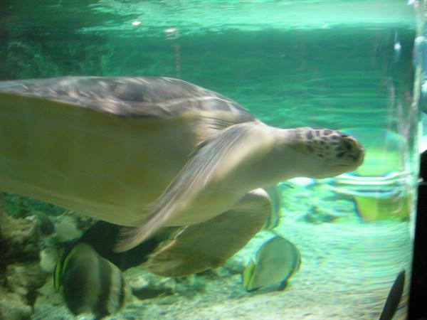Sea turtle swimming in aquarium tank with fish and green light