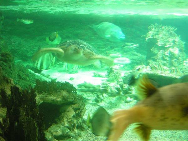 Sea turtle swims among fish in a green-tinted aquarium tank