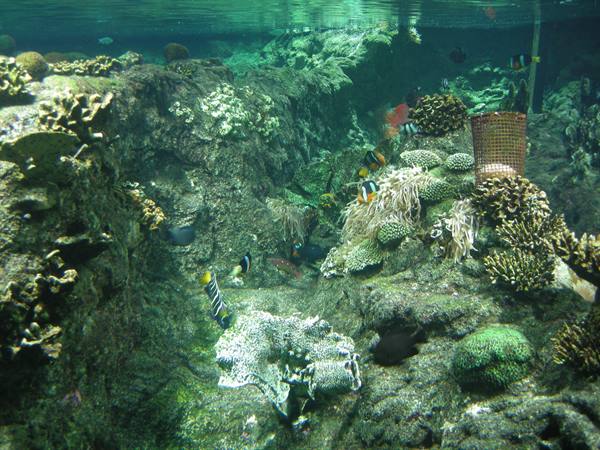 Clownfish swim among corals and anemones in the aquarium tank