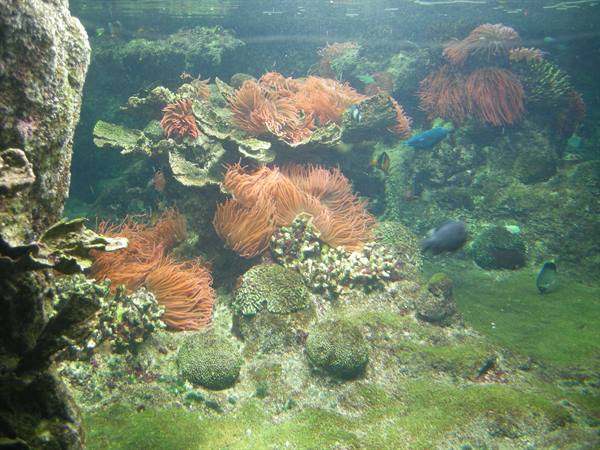 Orange anemones and tropical fish in a tank with submerged rocks