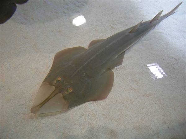 Guitarfish swimming over sandy bottom in an aquarium tank