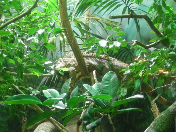 An iguana climbs among branches surrounded by green plants