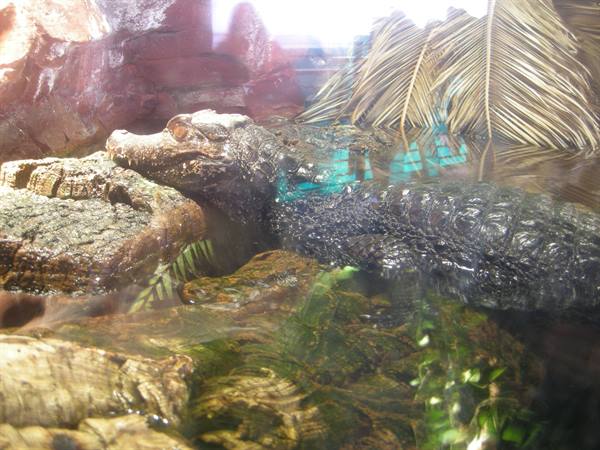 Caiman behind glass in terrarium among rocks and dry palm leaves