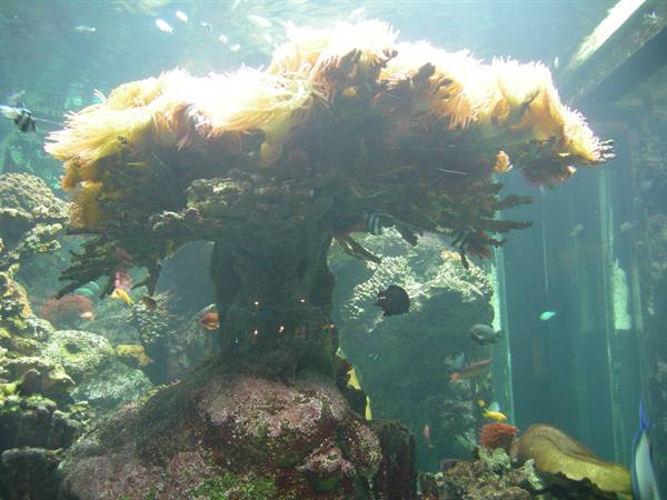 Yellow sea anemone on rock in aquarium, fish swimming among corals
