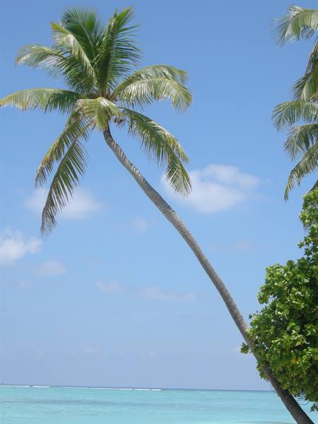 Curved palm tree leaning over turquoise sea under blue sky