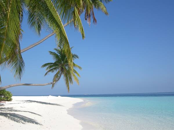 Curved palms over white sand beach, turquoise sea under blue sky