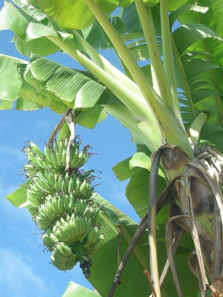 Banana tree