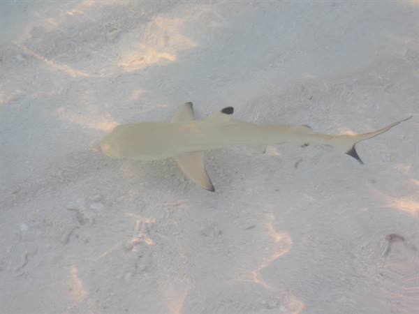 Little shark