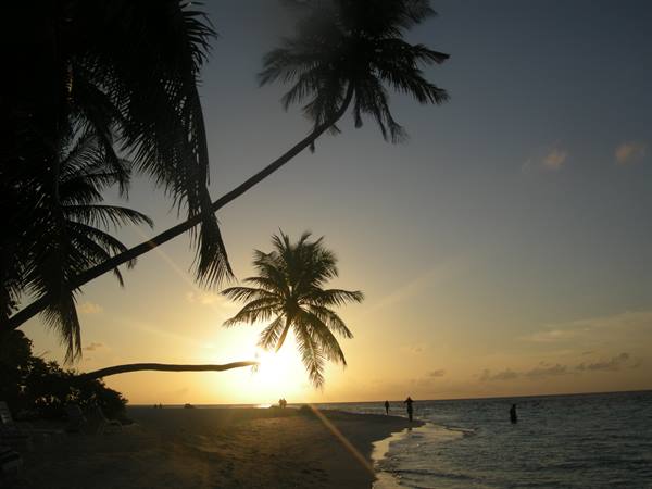 Palm trees silhouetted on sandy beach at sunset, swimmers in calm water