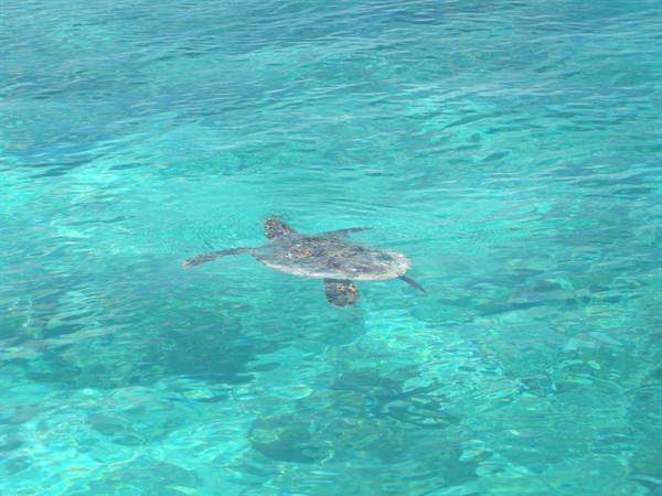 Turtle