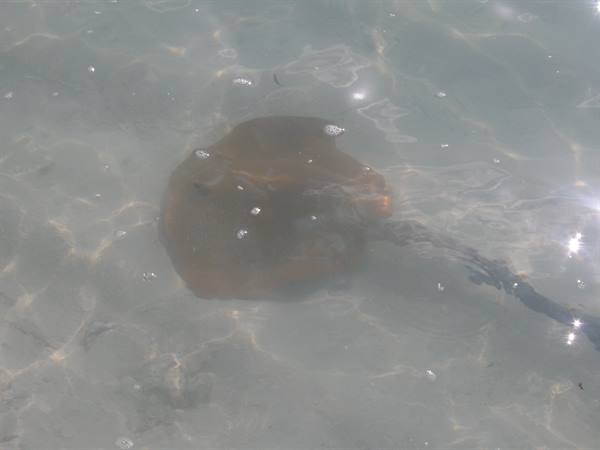 Ray